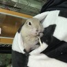 あもし