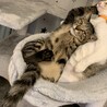調布市☆一緒に成長できるキジトラ男子☆子猫です サムネイル2