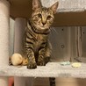 調布市☆一緒に成長できるキジトラ男子☆子猫です サムネイル3