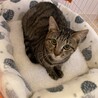 調布市☆一緒に成長できるキジトラ男子☆子猫です サムネイル5