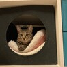 調布市☆一緒に成長できるキジトラ男子☆子猫です サムネイル7