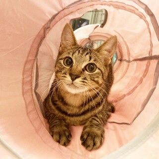 調布市☆一緒に成長できるキジトラ男子☆子猫です