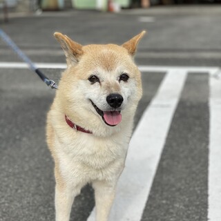 新たな家族を探しています。