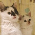 2匹一緒に！コアラ？白熊？こまちとつばさ