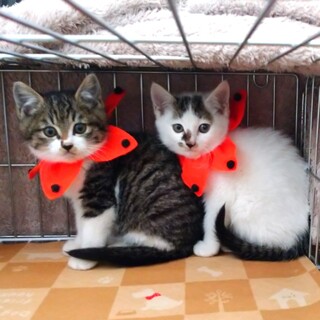 もふもふ丸顔かわいいキジシロ兄弟