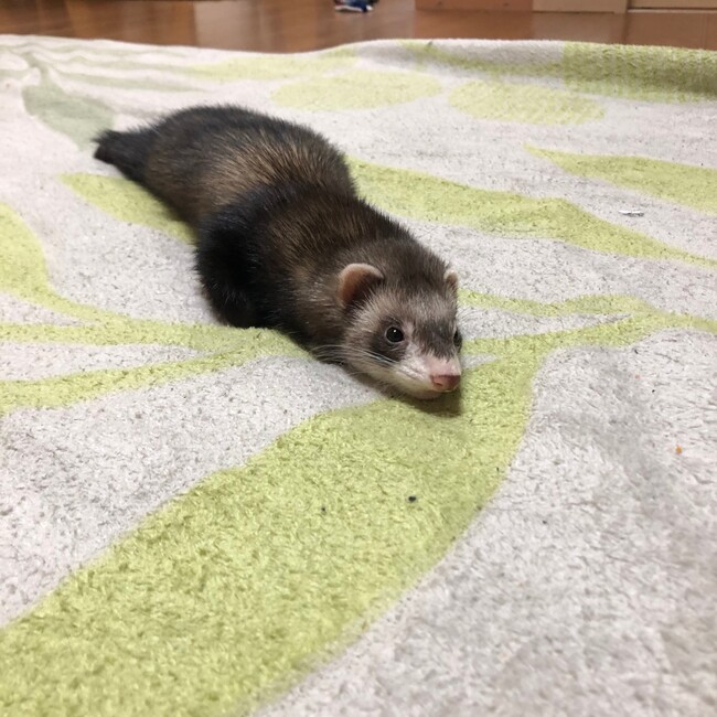 おおにっしーのカバー写真