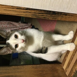 ワクチン、去勢済み❗️元気な男の子❗️