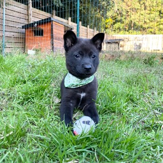 ＜募集停止＞穏やか甘えん坊　マッ君　2ヶ月