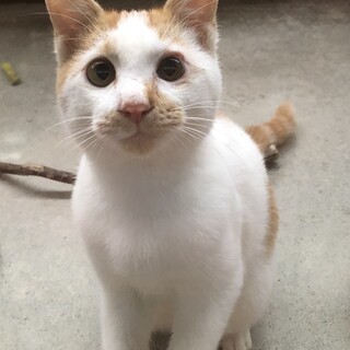 新しい家族探してます