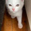 白いフワフワの男の子☆かえでくん