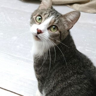 里親様決定！56にゃんNo.3