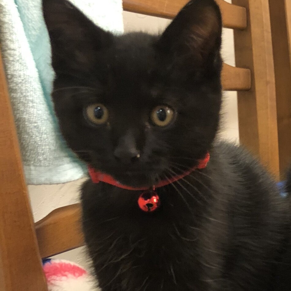 ルドルフのカバー写真