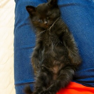 ぬいぐるみのようなルドルフ