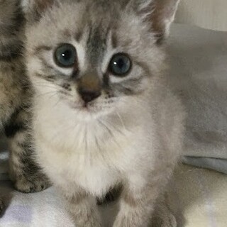 シャムＭＩＸ女子☆ヒカリちゃん