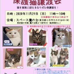 保護猫譲渡会