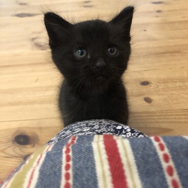 家に来たときから甘えるルドルフ