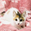 明るいひまわりちゃん【2ヶ月半】西淀川区