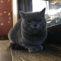 ブリティッシュ　2歳　女の子