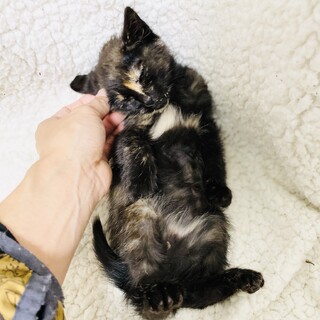 すみれちゃん【2ヶ月半】西淀川区