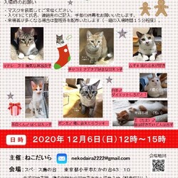 保護猫譲渡会