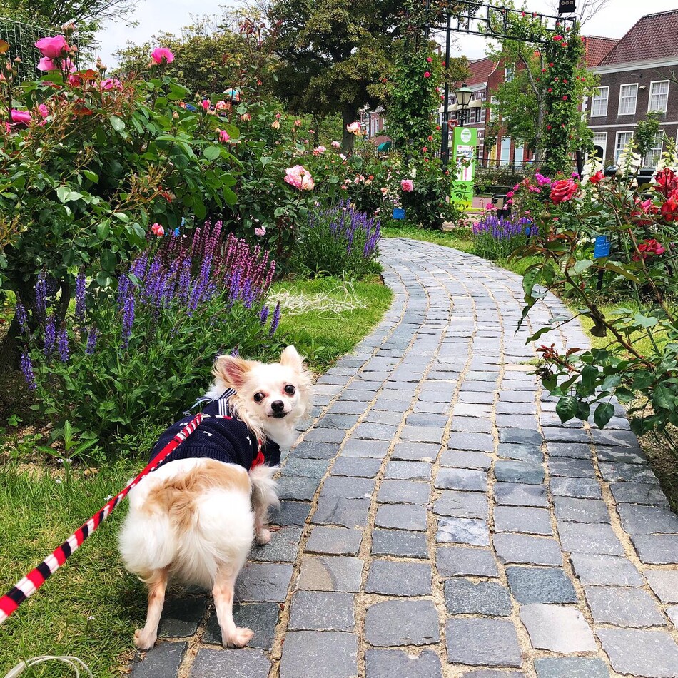 Chloéのカバー写真