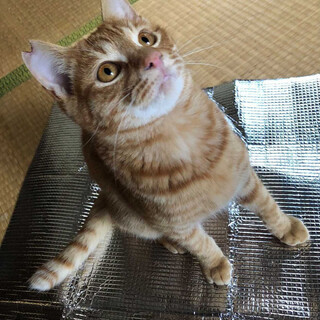 ゴロスリの茶トラ君！イケメンです！