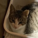 とっても人懐っこくおとなしい猫ちゃん‼️