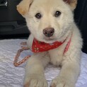 葡萄園の仔犬⑥
