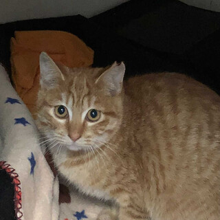 人馴れ訓練頑張ってます！4ヶ月の茶トラ女の子です。