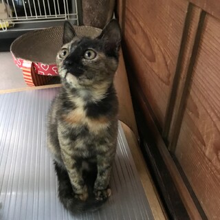 お陰様で良い里親さんが見つかりました