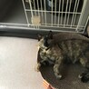 お陰様で良い里親さんが見つかりました サムネイル2