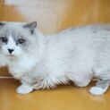 マンチカン 男の子 2歳