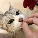 膝乗り　男の子　5歳くらい