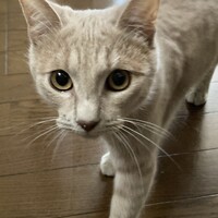 弦