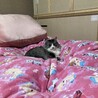 キティー2