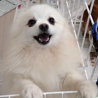 白くて美しいポメラニアンミルク君