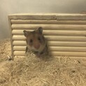 ゴールデンハムスター赤ちゃん♂生後一ヶ月