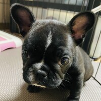あんこ