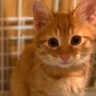 募集停止ゴロゴロ♬茶トラの男の子むぎ