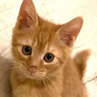 元気いっぱい♬茶トラの男の子★パンジー