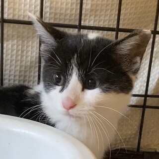 モフモフ、ゴロニャーンの超可愛い子