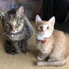 こつめかわうそ