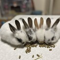 子ウサギ　11／25生まれ　引き渡し1月下旬〜
