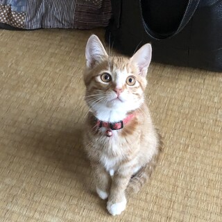 茶白の元気な女の子