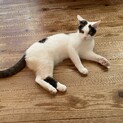 元気で人懐っこい白黒猫です