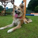 ミックス犬　ニキータ♀の里親さま募集