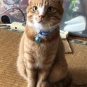 茶白の大きな男の子