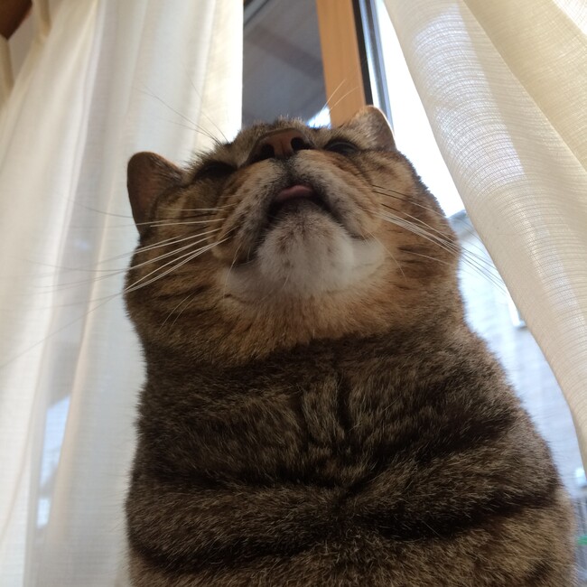 ゾンコのカバー写真