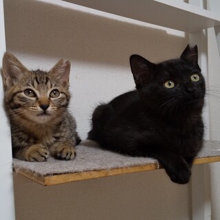 穏やかな姉妹ちゃん