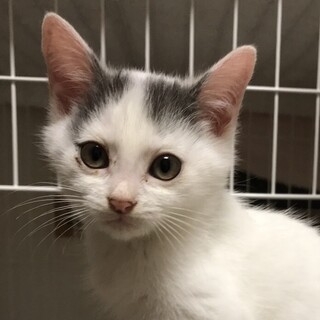 募集停止❤️人馴れ白グレー男子ナッシー